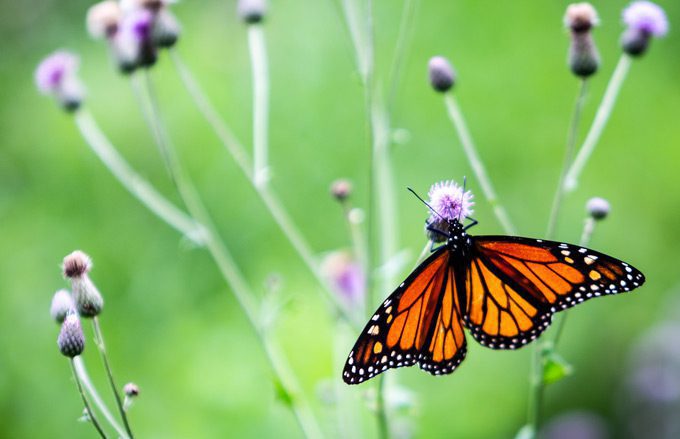 Photo of a butterfly sitting on a flower.