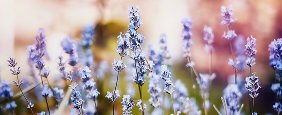 A close up image of lavender growing in a field.