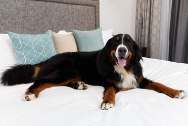 A large dog laying on a well made hotel bed.