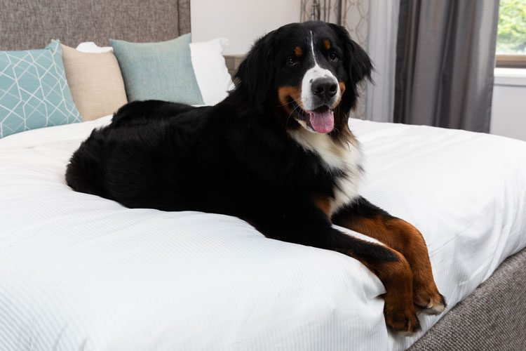 A large dog laying on a well made hotel bed encased with an AllerEase mattress encasement..