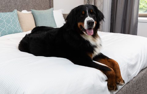 A large dog laying on a well-made bed.