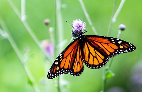 A monarch butterfly perched on a small purple flower.