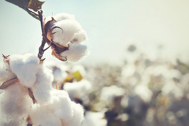A close up shot of cotton bolls ready to be harvested in a cotton field.