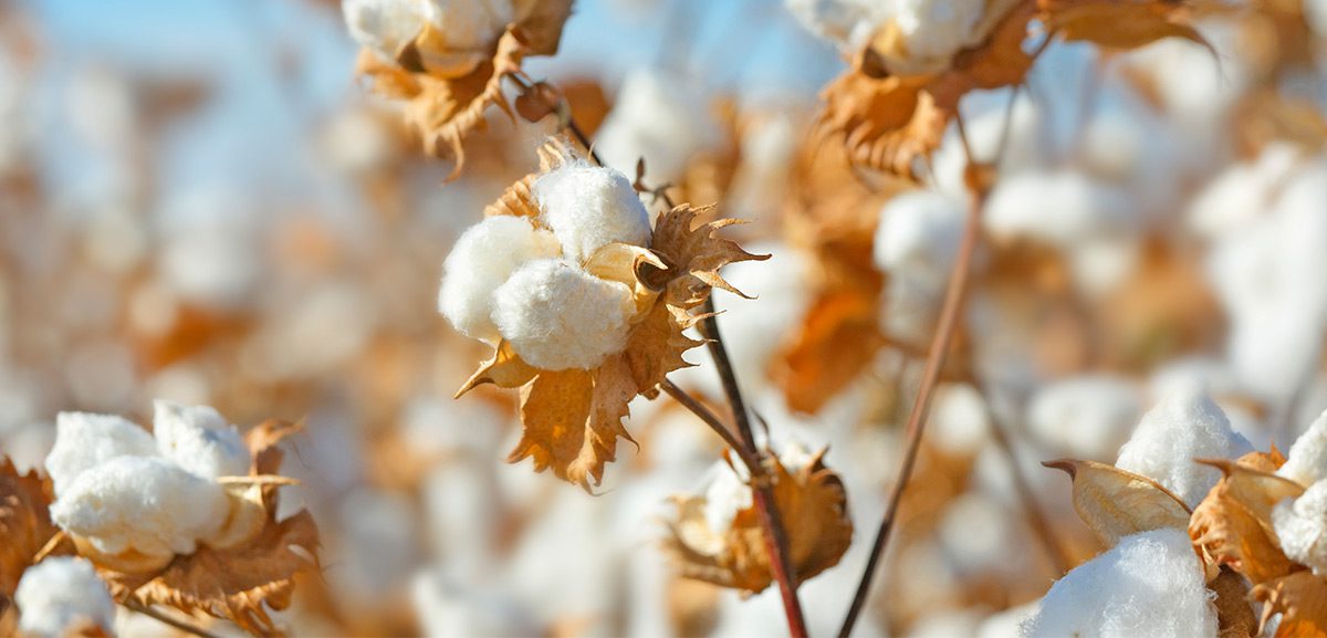 Image of cotton growing in a field. Blue sky can be seen in the background,