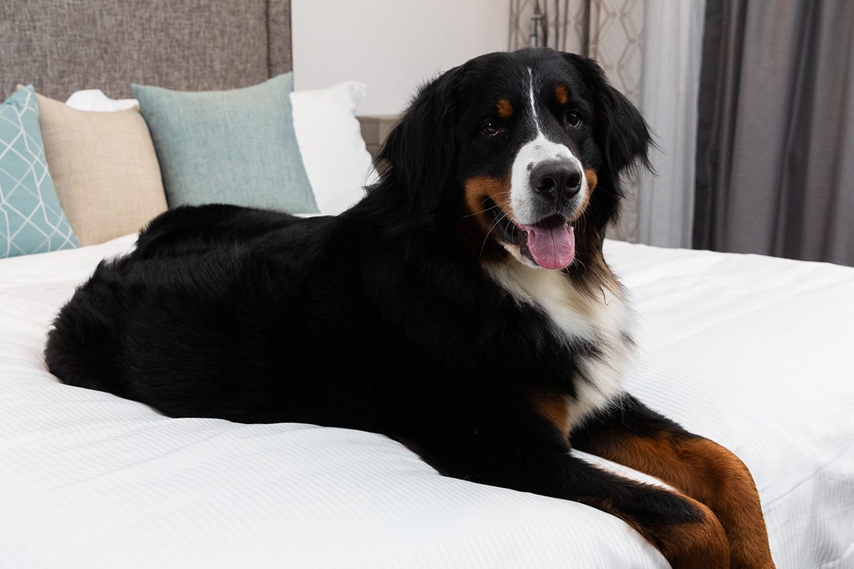 Large black dog laying on AllerEase® mattress encased bed.