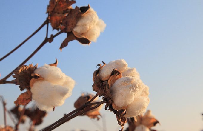 Cotton growing and blowing in the wind