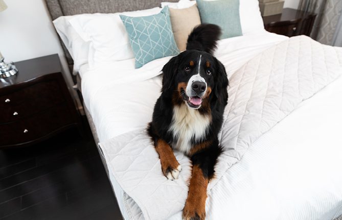 AllerEase offers complete protection from sleeping with allergies